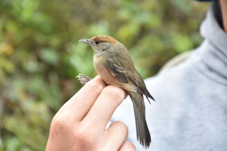 Obrockanje Zdravci 2